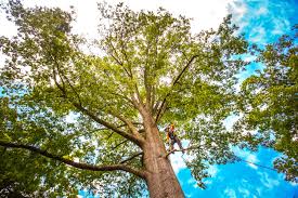 Best Emergency Tree Removal  in Hopkins, MN