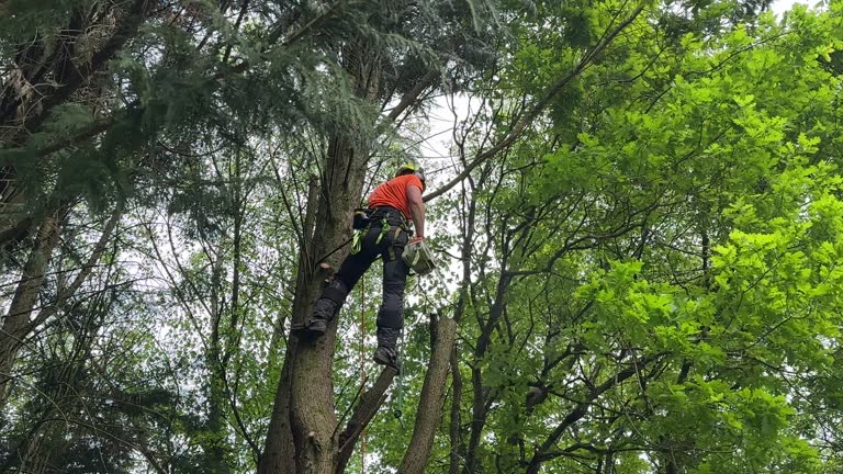 Best Tree Mulching  in Hopkins, MN