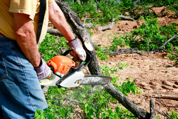 Best Seasonal Cleanup (Spring/Fall)  in Hopkins, MN